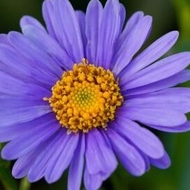 Profielfoto van Raphaelle